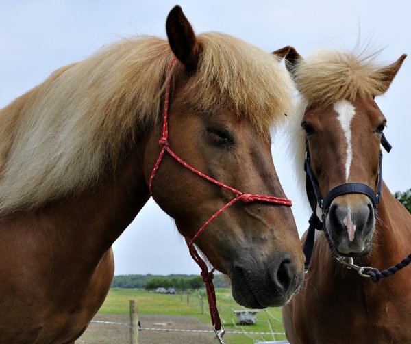 icelandic horses for sale
